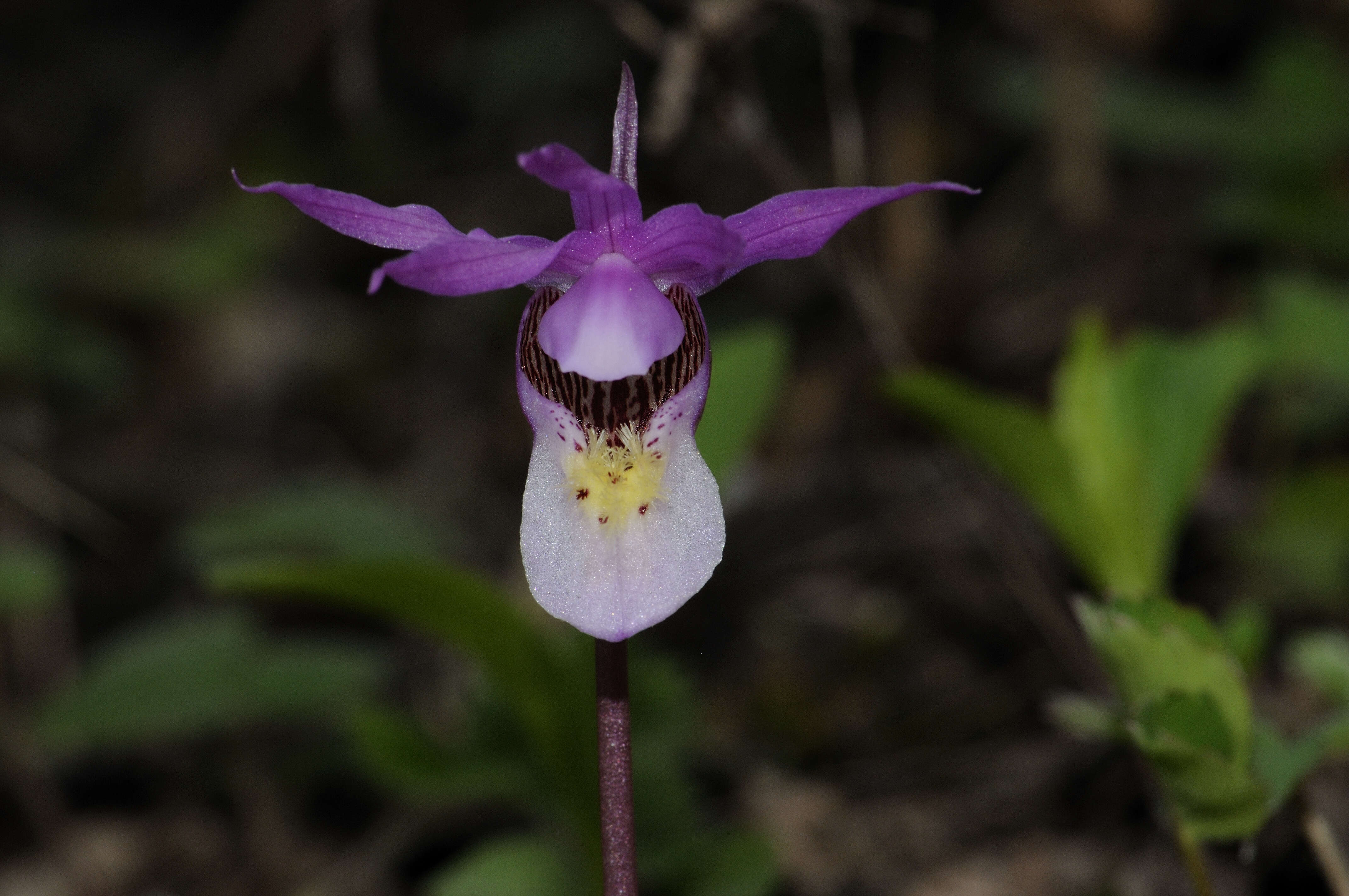 Image of calypso orchid