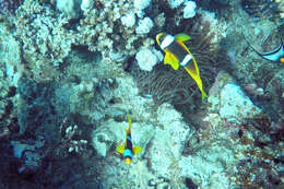 Image of Clownfish