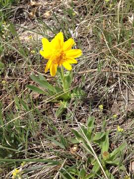 Imagem de Arnica fulgens Pursh