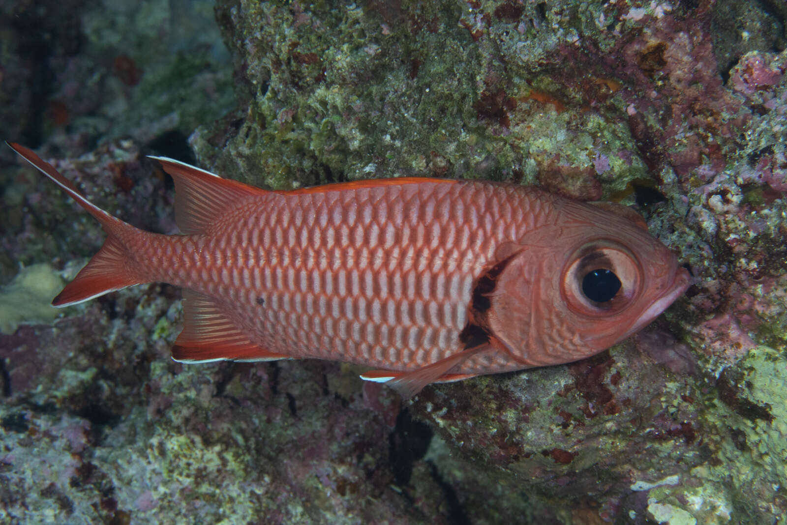 Image of Bigscale Soldierfish