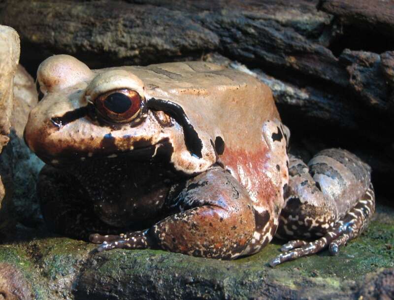 Image of Slender-fingered Bladder Frog