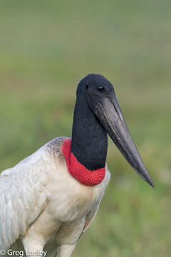 Image of Jabiru Hellmayr 1906