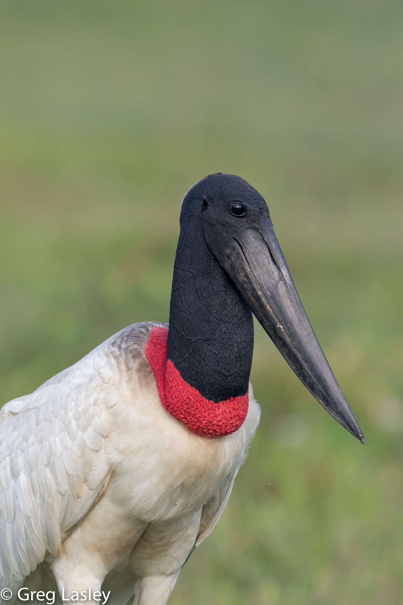 Image of Jabiru Hellmayr 1906