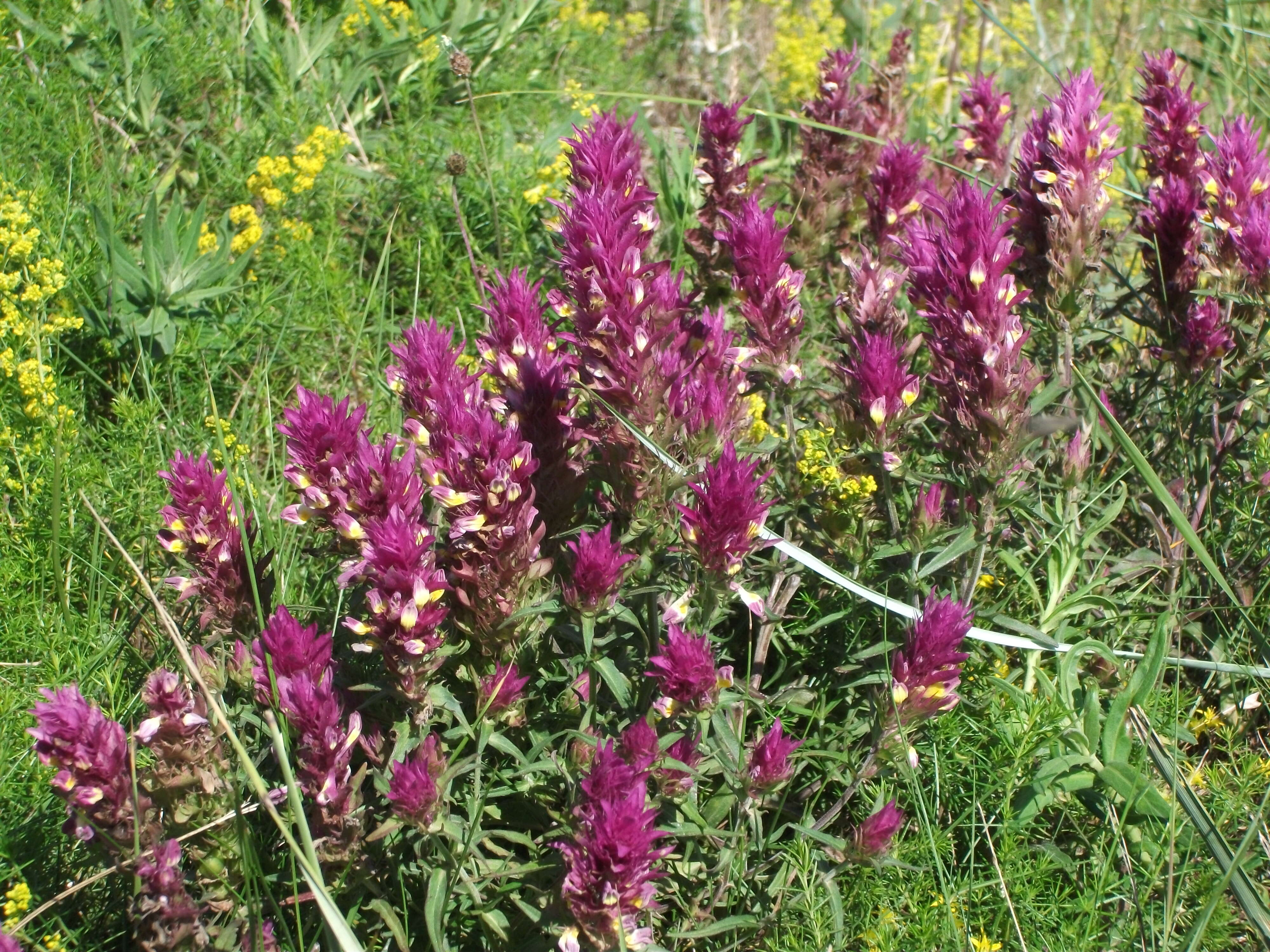 Image of field cow-wheat