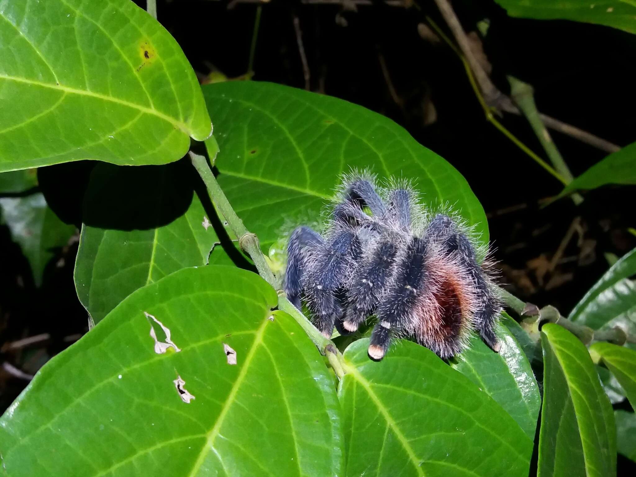 Image of Avicularia variegata F. O. Pickard-Cambridge 1896