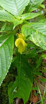 Image de Impatiens cristata Wall.