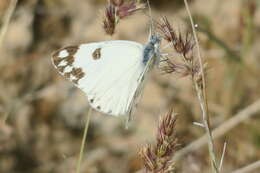 Image of Desert white