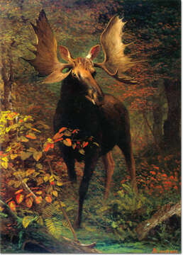 Image of North American Elk