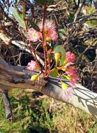 Image de Eucalyptus leucoxylon F. Müll.