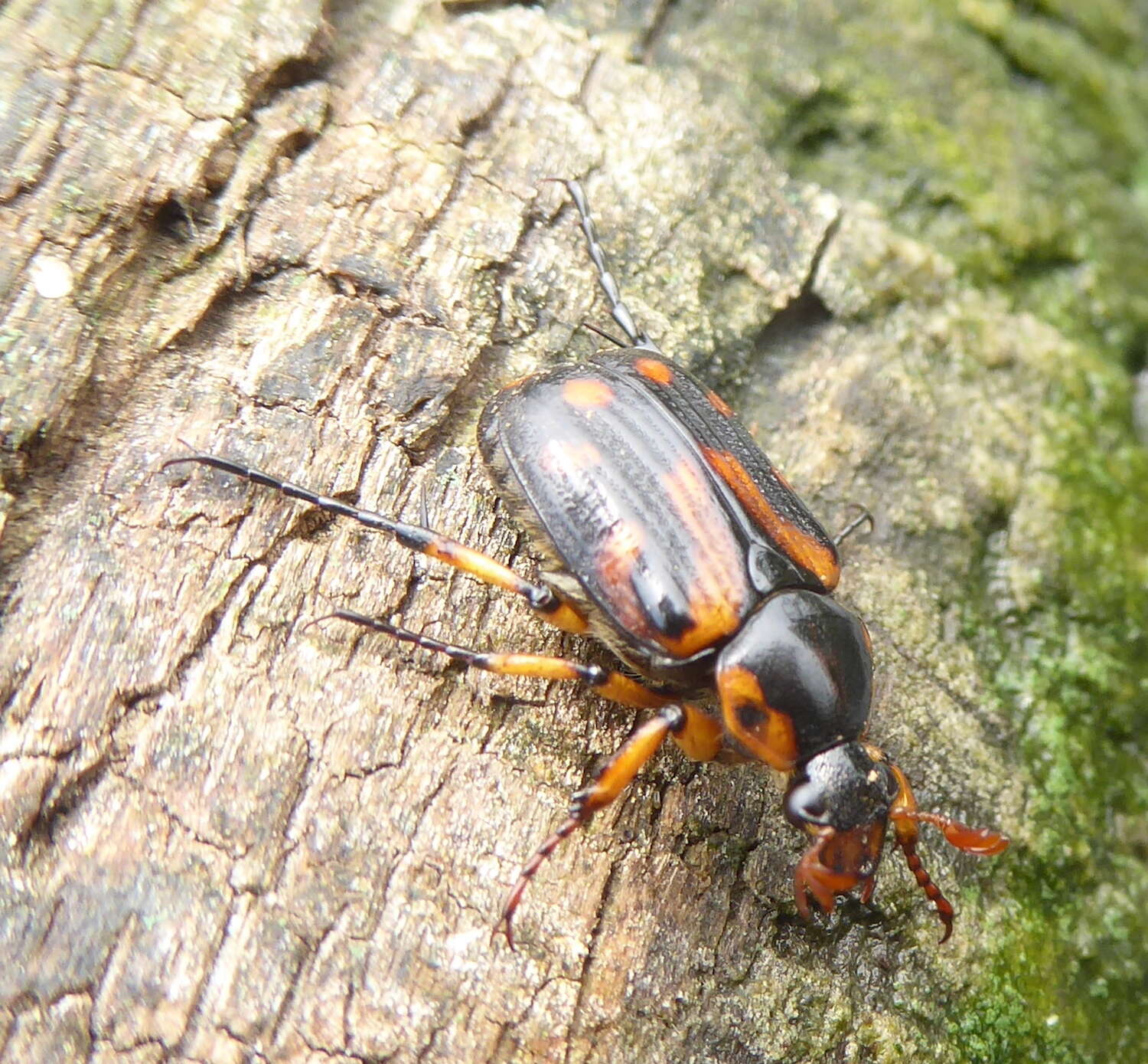 Image de Stripsipher orientalis Ricchiardi, Perissinotto & Clennell 2008