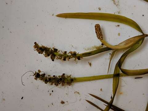 Image of Flat-Stem Pondweed