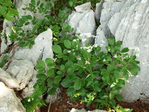 صورة Paeonia daurica Andrews