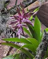 Imagem de Tillandsia australis Mez