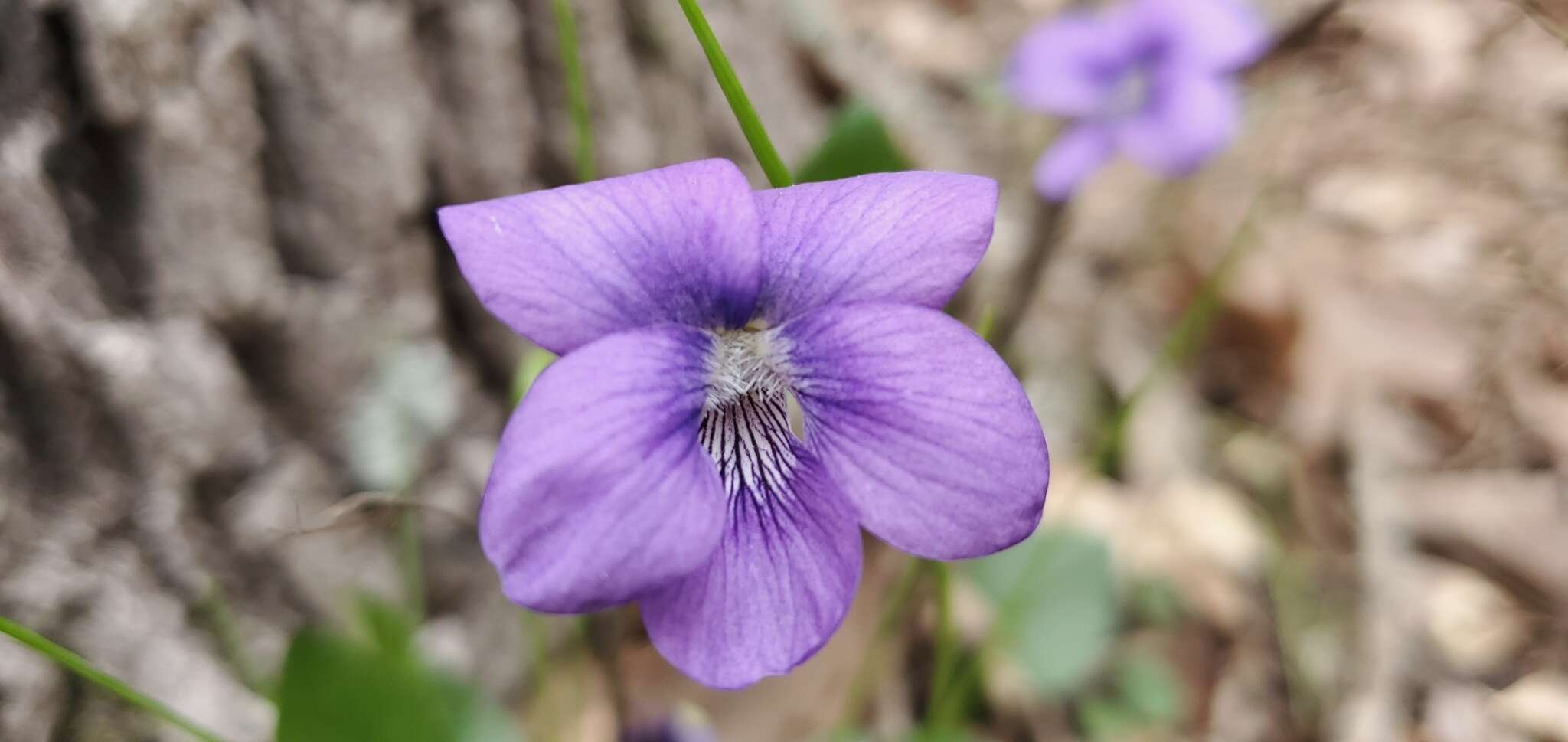 Image of Langlois' Violet