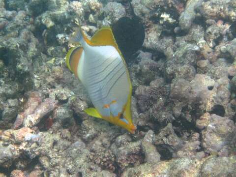 Image of Goldheaded Butterflyfish