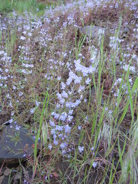 Image of manyflower tonella