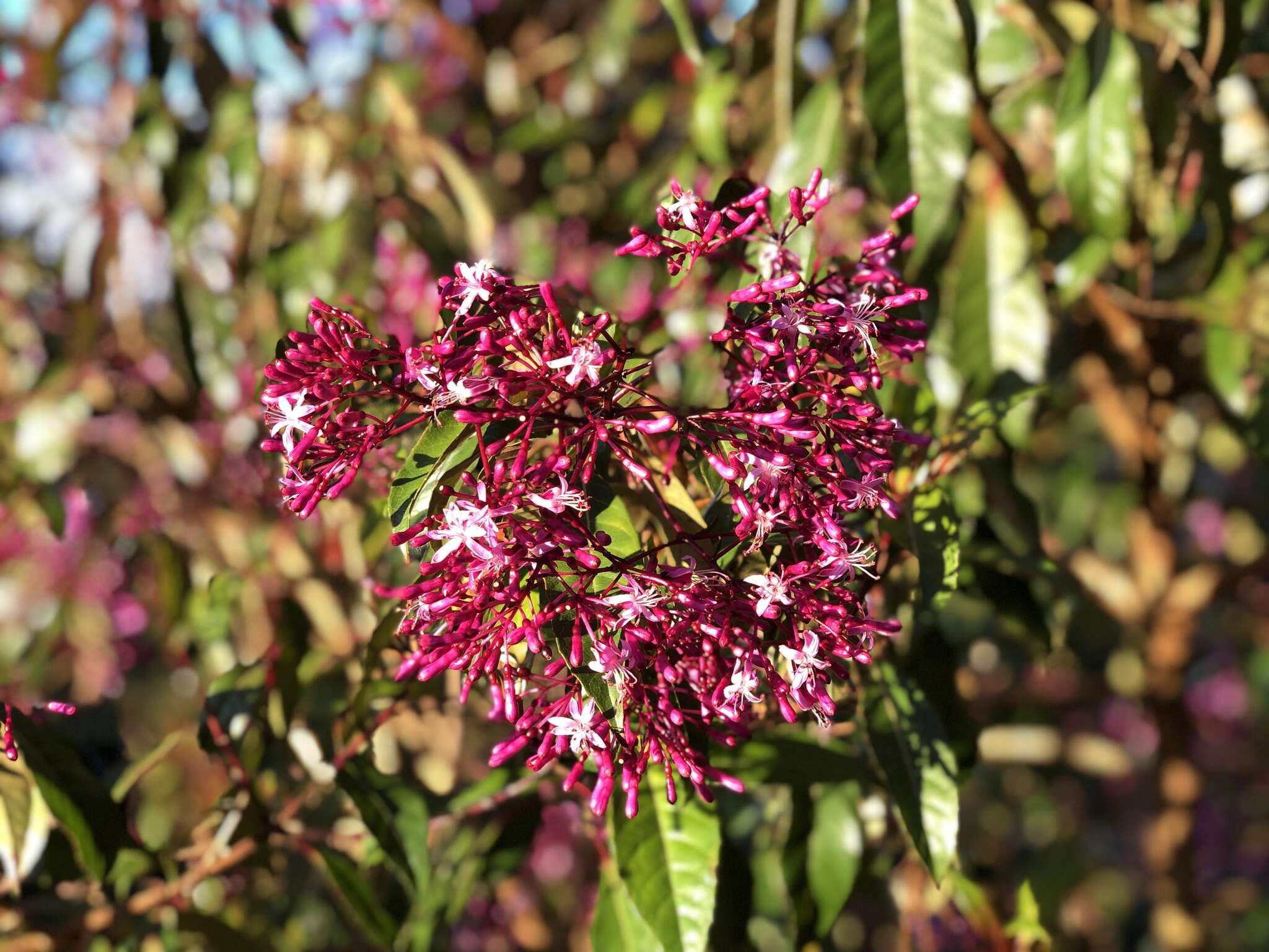 Image of shrubby fuchsia