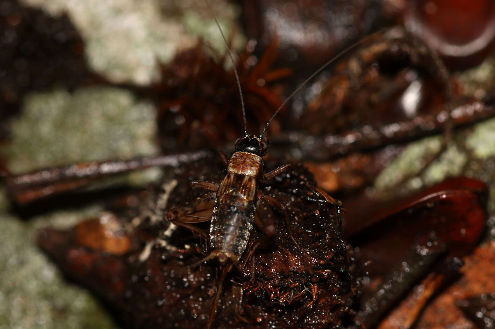 Image of ground cricket