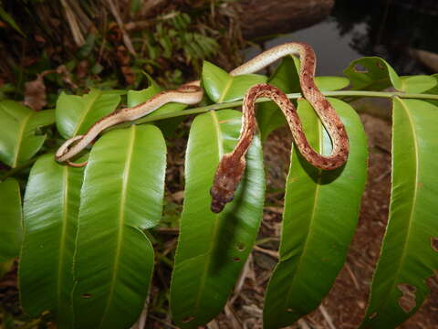 صورة Psammodynastes pictus Günther 1858