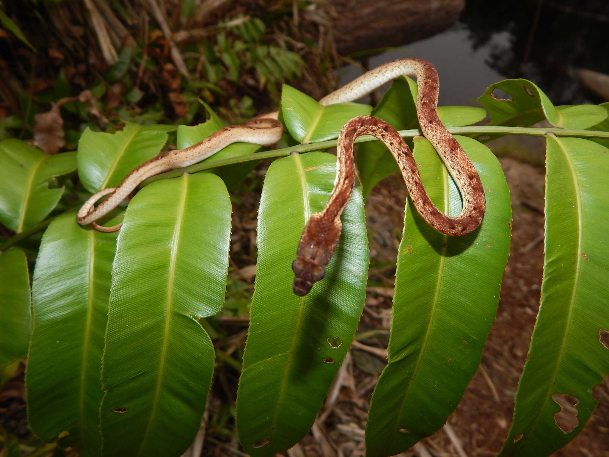 Image of Painted Mock Viper