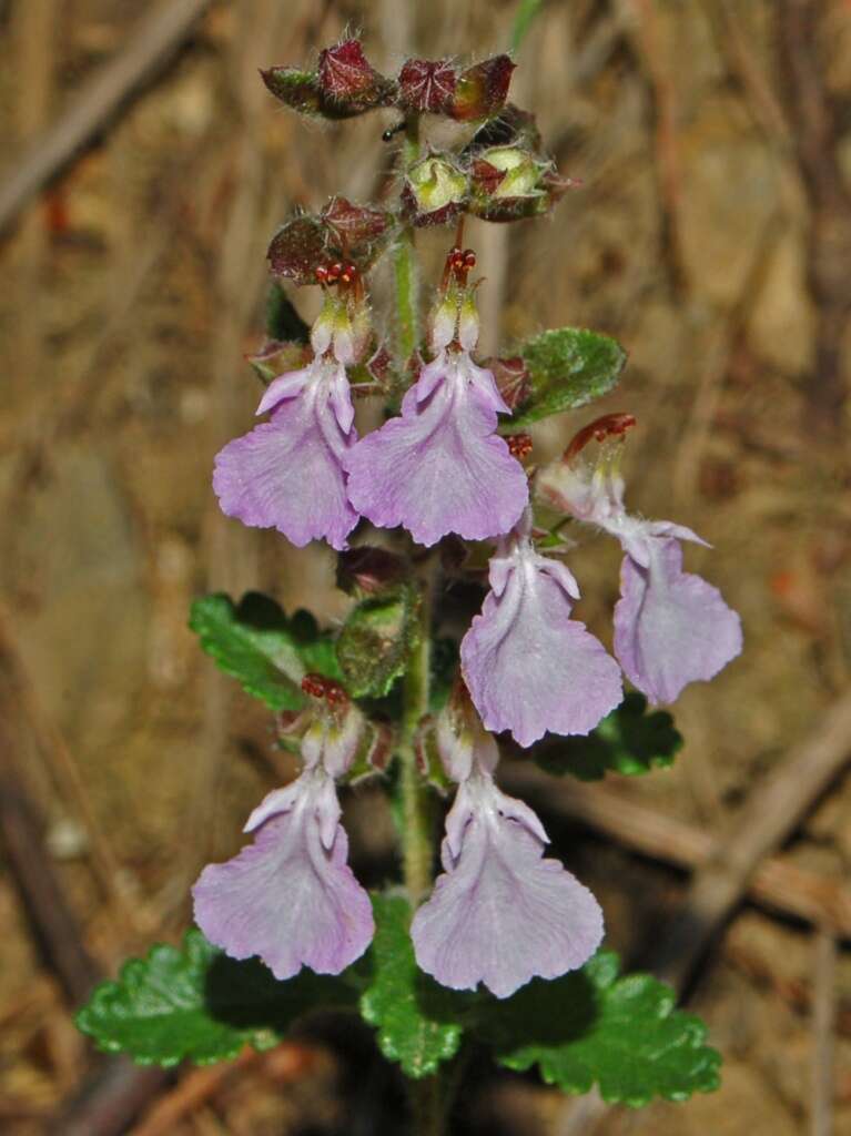 Image de Germandrée petit-chêne