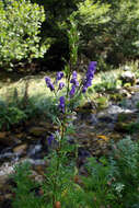 Слика од Aconitum napellus L.