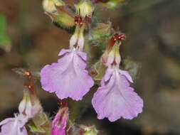 Image de Germandrée petit-chêne