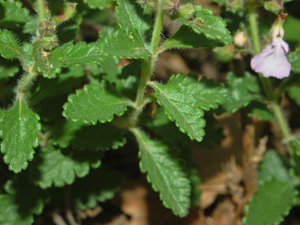 Image de Germandrée petit-chêne