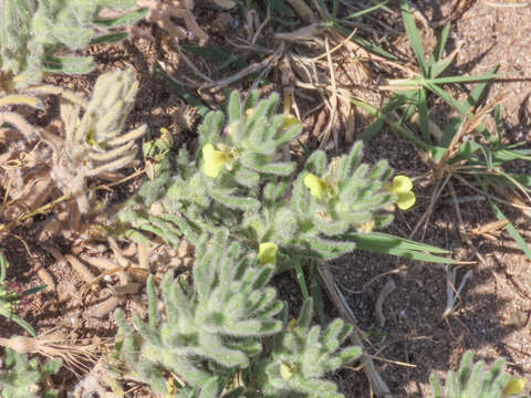 Image of Southern Bugle