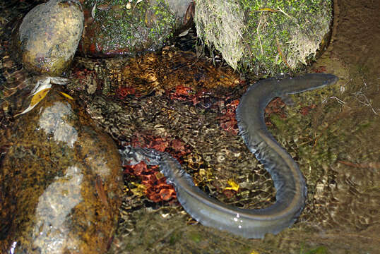 Image of European Eel