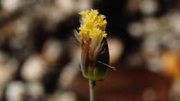 Image of Mojave ragwort