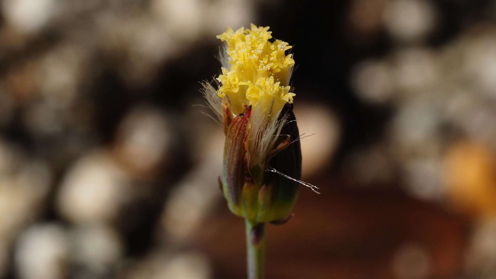 Image of Mojave ragwort