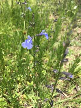 Imagem de Salvia reptans Jacq.