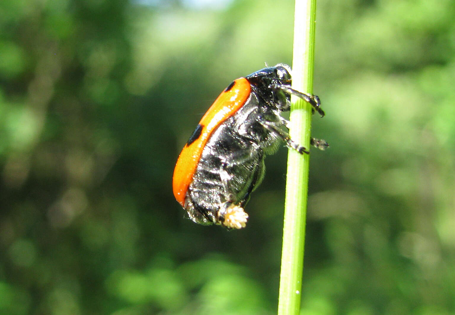 Image of Clytra laeviuscula