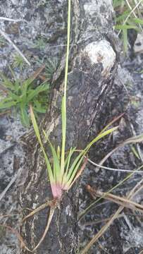 Image of shortleaf yelloweyed grass