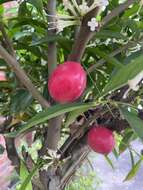 Image of Phaleria macrocarpa (Scheff.) Boerl.