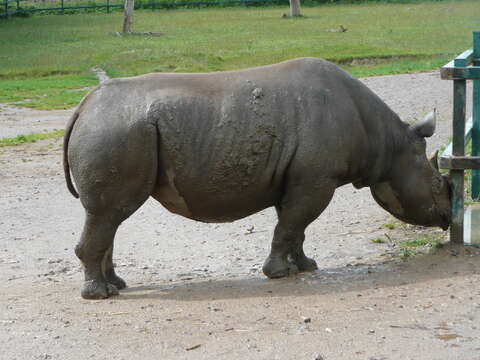 Image of Black Rhinoceros