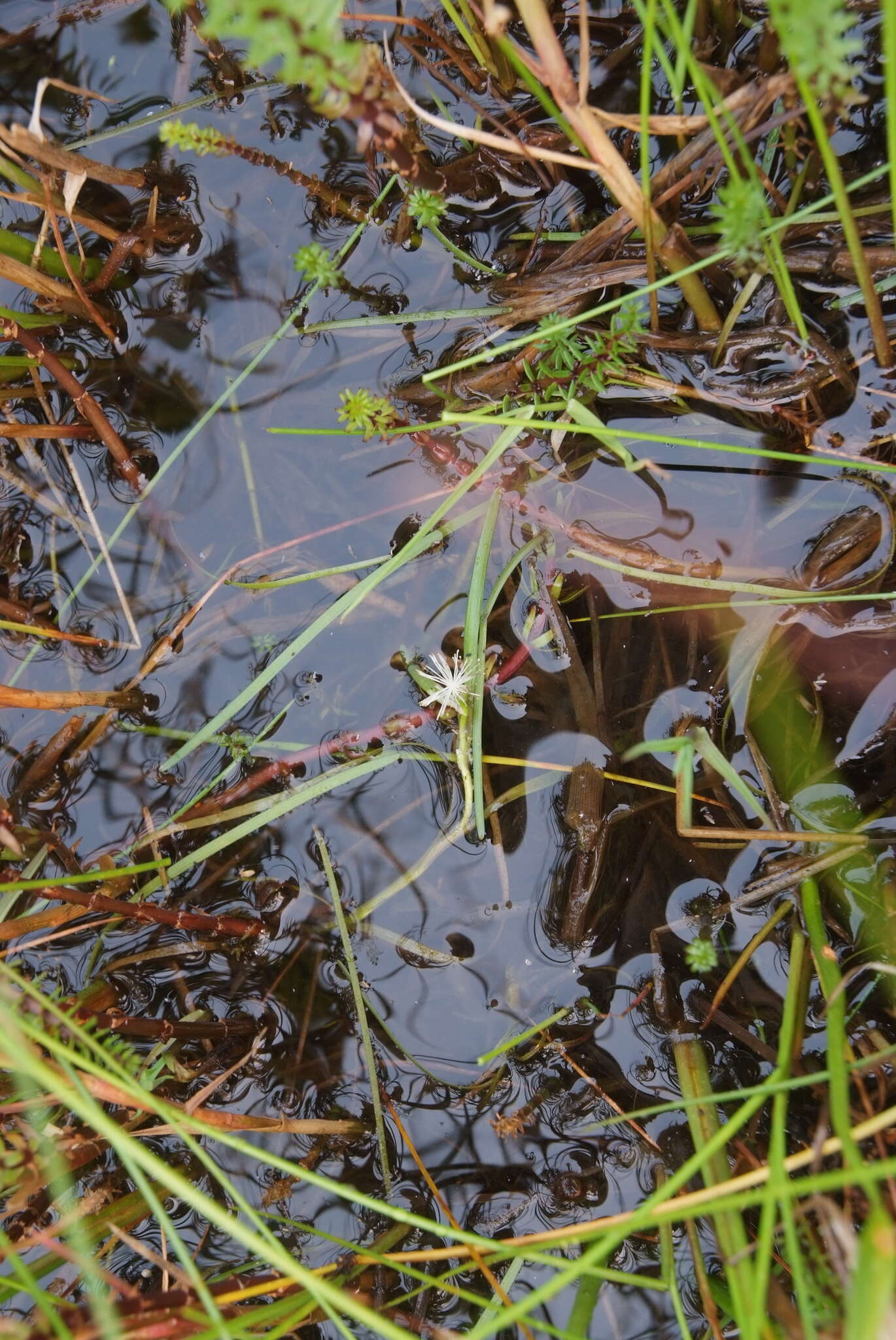 Image of Northern Burr-Reed