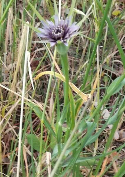 Image of Tragopogon coelesyriacus Boiss.