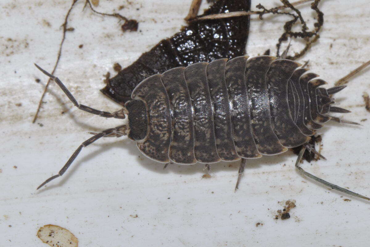 Image of Porcellio monticola Lereboullet 1853