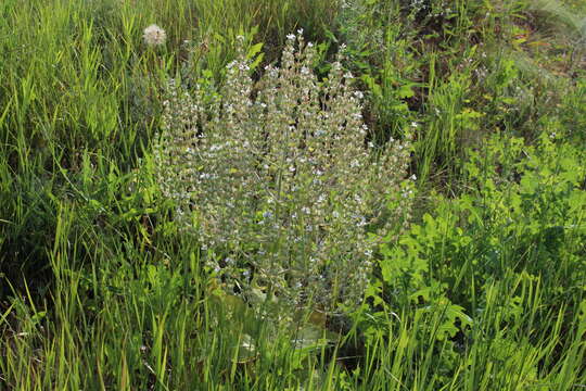 Sivun Salvia aethiopis L. kuva