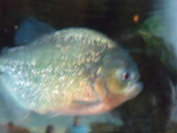 Image of Red-bellied piranha