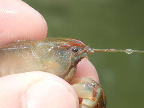 Image of <i>Lacunicambarus chimera</i>