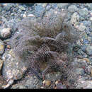 Image of Feather hydroid