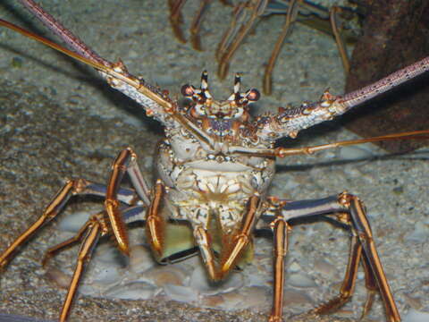 Image of Caribbean Spiny Lobster