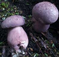 Imagem de Tylopilus violatinctus T. J. Baroni & Both 1998