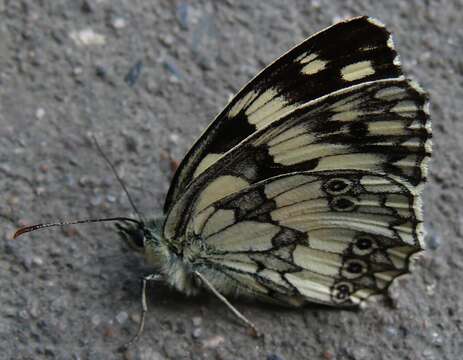 Image of marbled white