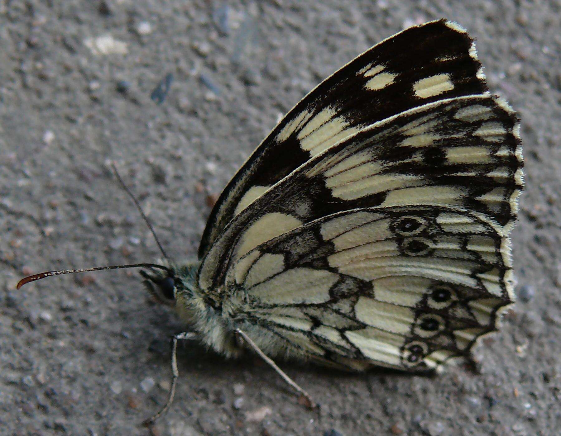 Image of marbled white