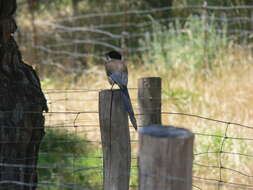 Image of Iberian Magpie