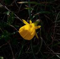 Narcissus bulbocodium subsp. obesus (Salisb.) Maire的圖片